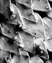 Shark Skin detail